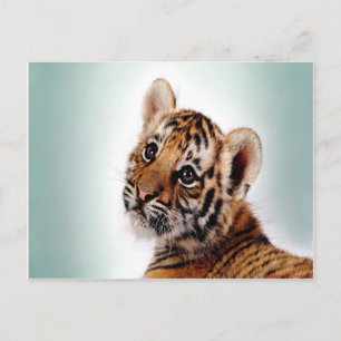 Tiger Cub Postcard