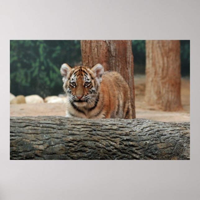 Tiger Cub Poster (Front)