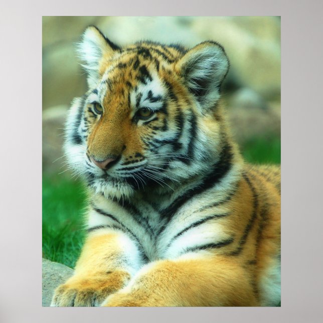 Tiger Cub Poster (Front)