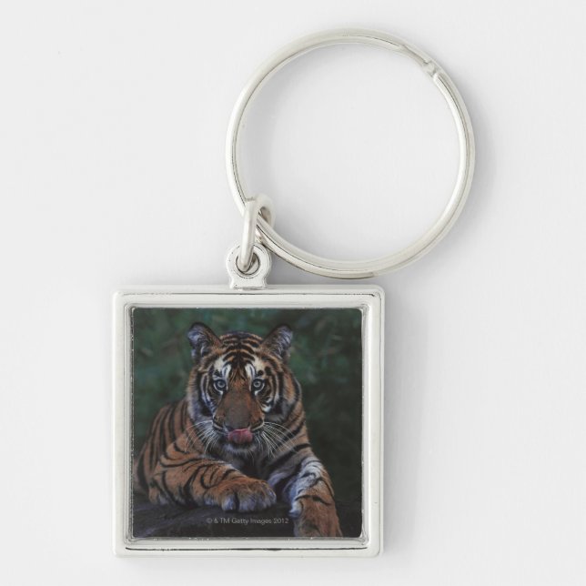 Tiger Cub Reclines on Rock Keychain (Front)