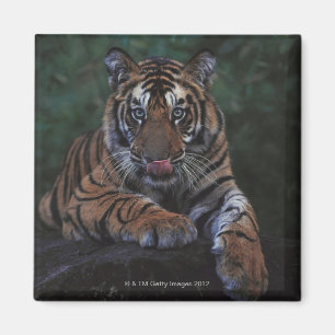 Tiger Cub Reclines on Rock Magnet