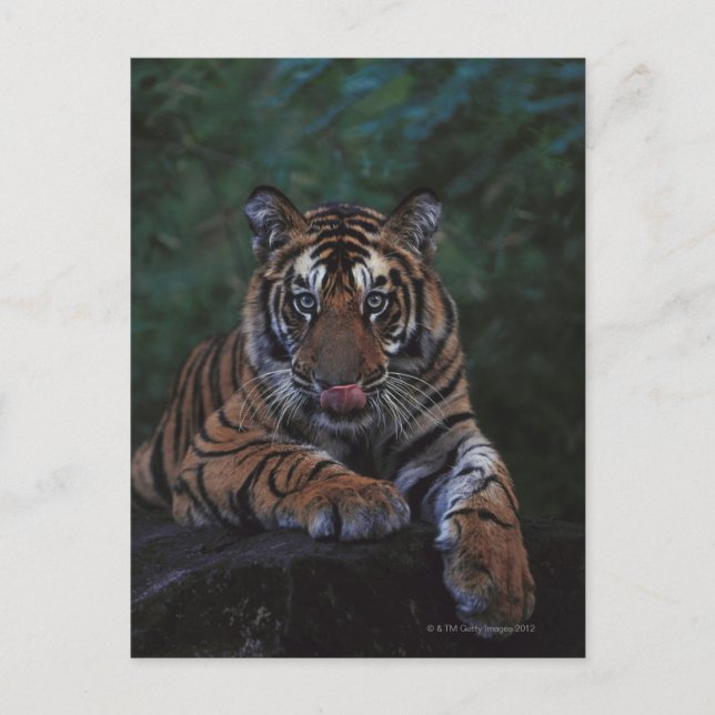 Tiger Cub Reclines on Rock Postcard (Front)