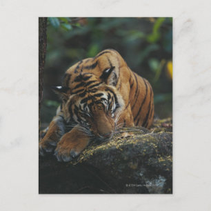 Tiger Cub Sleeps on Rock Postcard