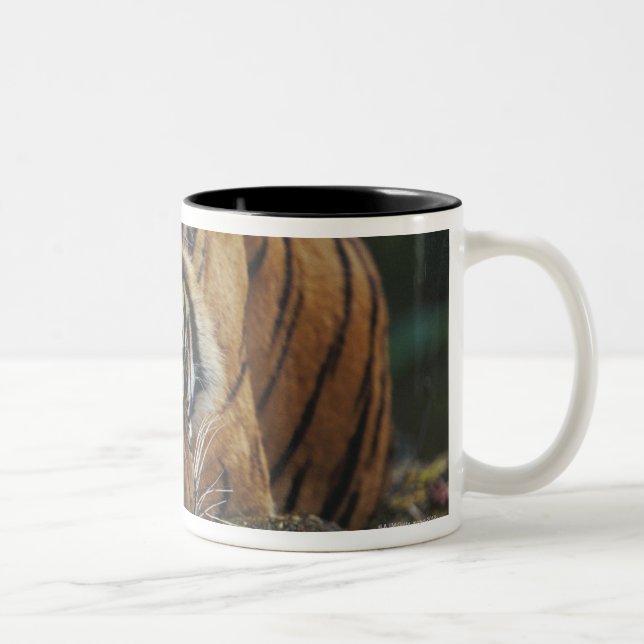 Tiger Cub Sleeps on Rock Two-Tone Coffee Mug (Right)