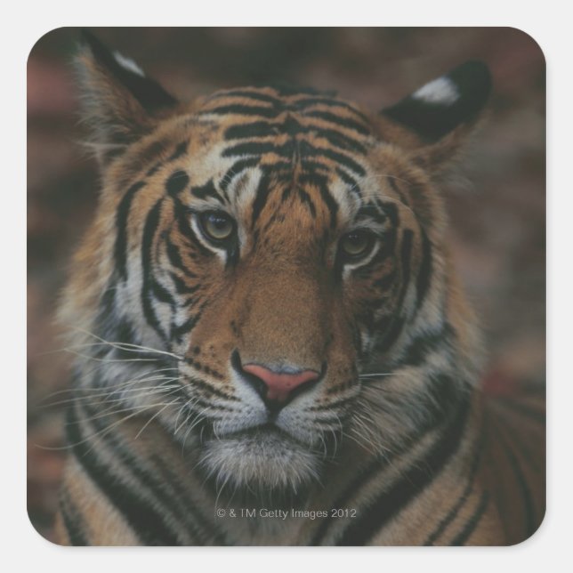 Tiger Cub Square Sticker (Front)