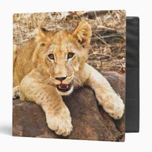 Tiger Cub Takes Breather On A Rock Binder