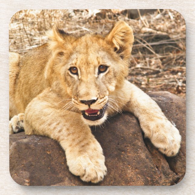 Tiger Cub Takes Breather On A Rock Coaster (Front)