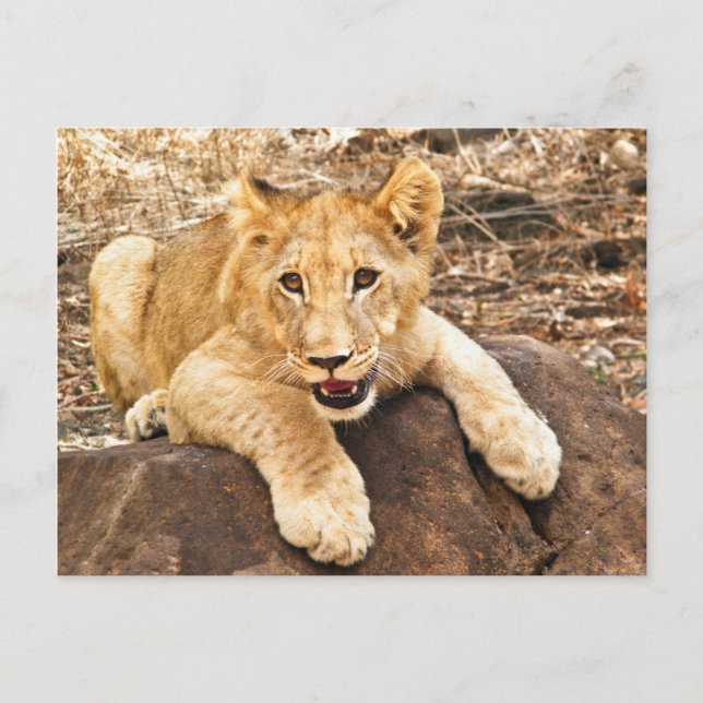 Tiger Cub Takes Breather On A Rock Postcard (Front)