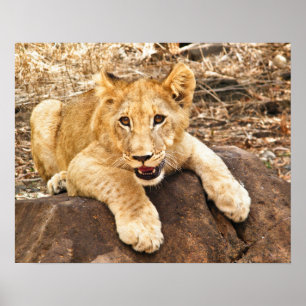 Tiger Cub Takes Breather On A Rock Poster