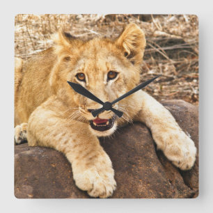 Tiger Cub Takes Breather On A Rock Square Wall Clock