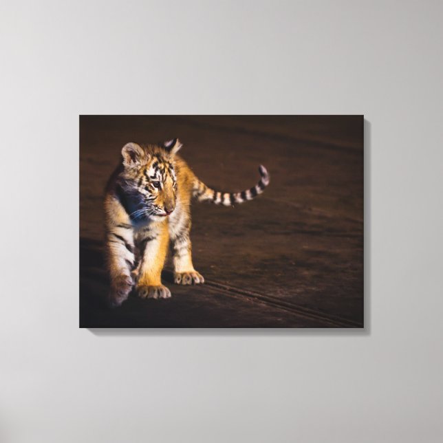 Tiger Cub Walking Canvas Print (Front)