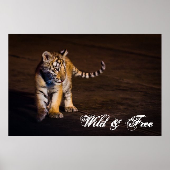Tiger Cub Walking Poster (Front)