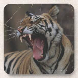 Tiger Cub Yawning Coaster