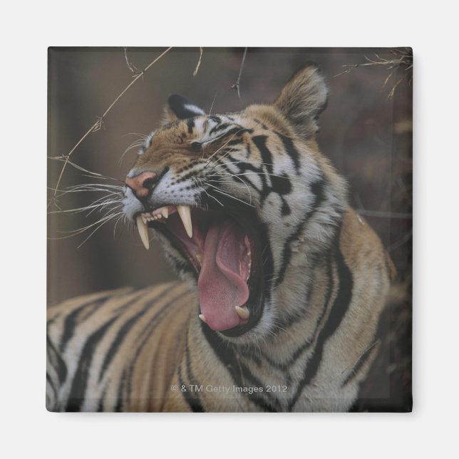 Tiger Cub Yawning Magnet (Front)