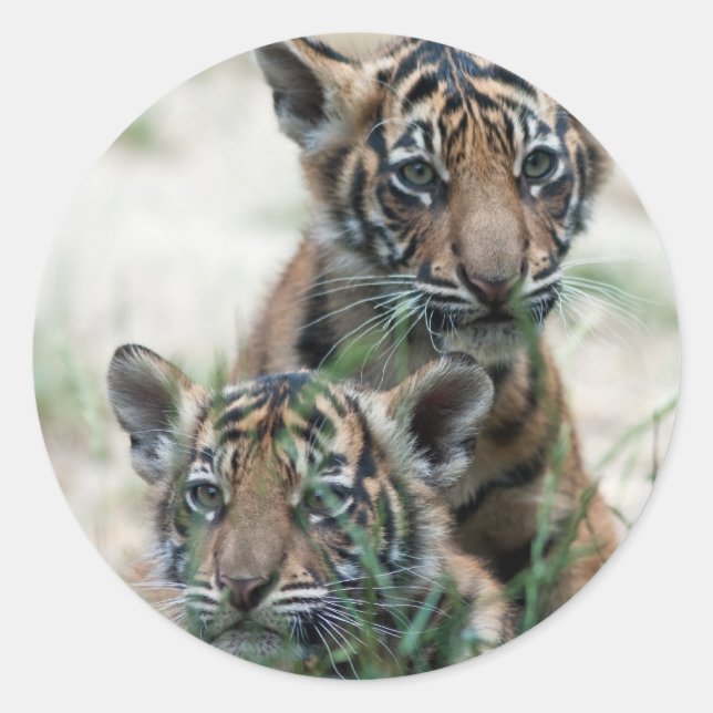 Tiger cubs classic round sticker (Front)