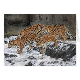 Tiger Cubs Pack