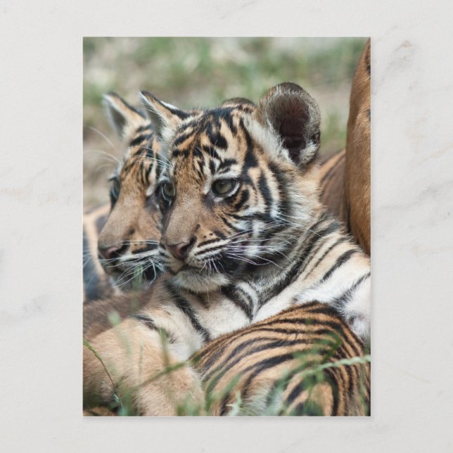 Tiger cubs postcard (Front)