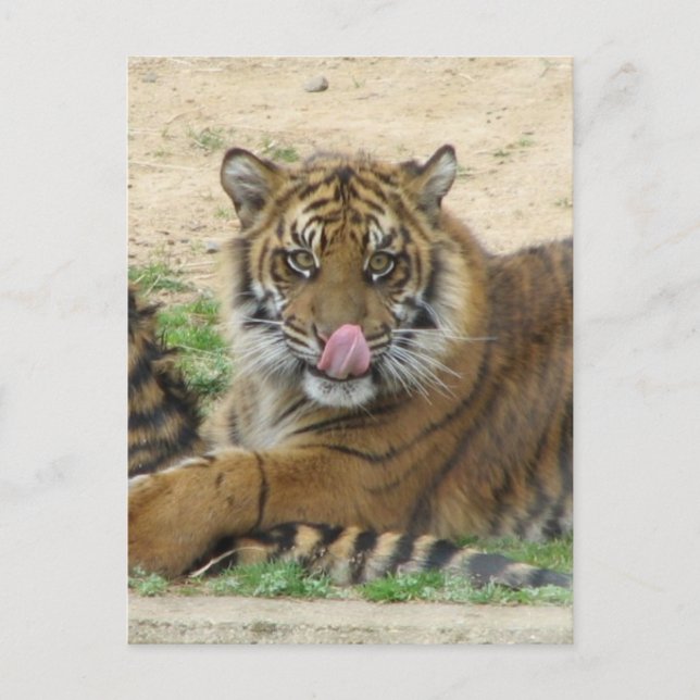 Tiger Cubs Postcard (Front)