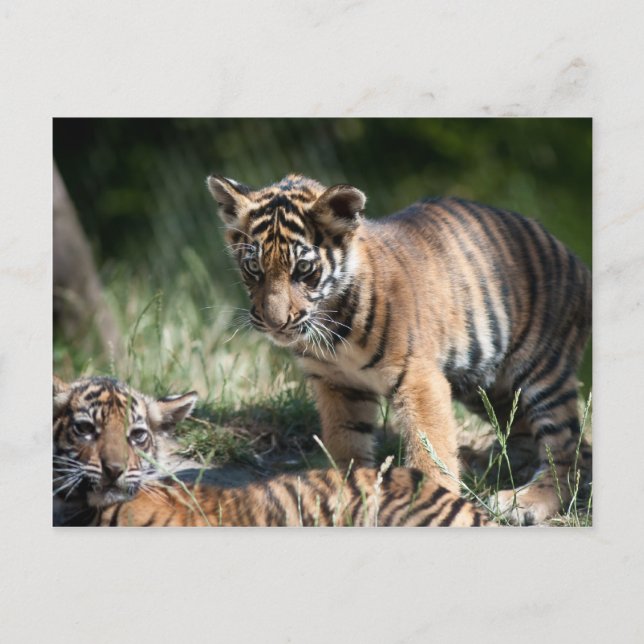 Tiger cubs postcard (Front)