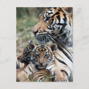 Tiger cubs postcard