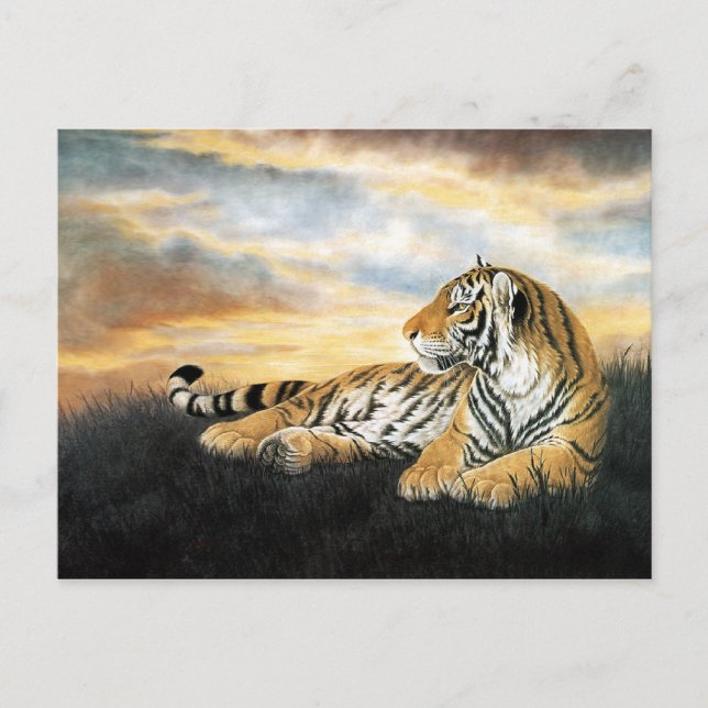 Tiger Dawn Postcard (Front)