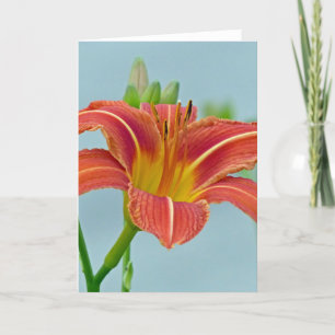 Tiger Daylily Holiday Card