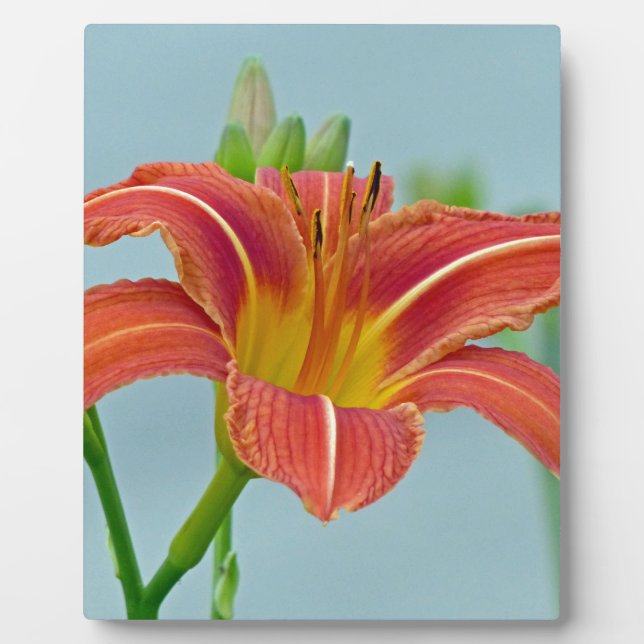 Tiger Daylily Plaque (Front)