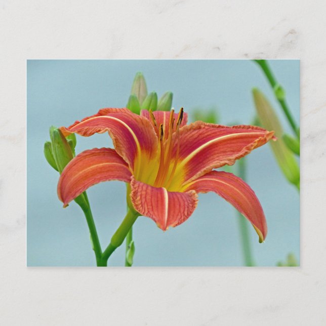 Tiger Daylily Postcard (Front)