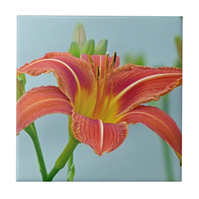 Tiger Daylily Tile (Front)