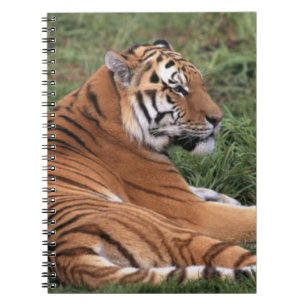TIger Détendre sur le Carnet d'herbe