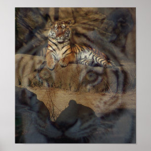 Tiger Doubletake Poster