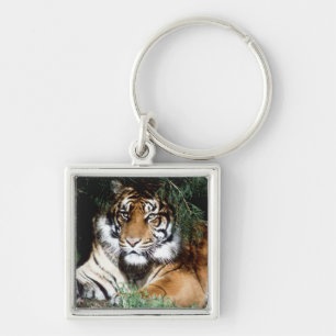 Tiger Enjoying Shade Keychain