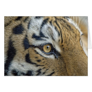 Tiger Eye Close-Up