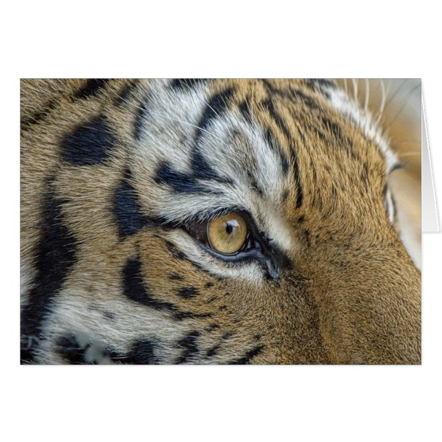 Tiger Eye Close-Up (Front Horizontal)