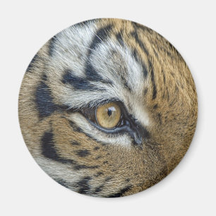 Tiger Eye Close-Up Magnet