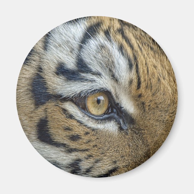 Tiger Eye Close-Up Magnet (Front)