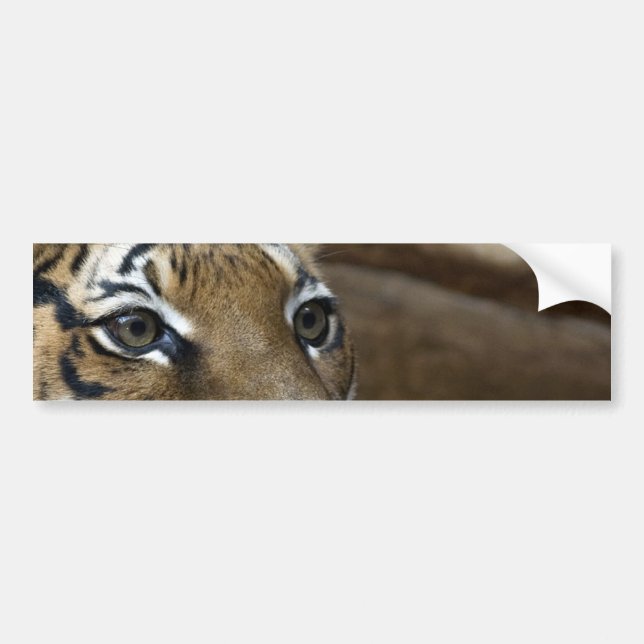 Tiger Eyes Bumper Sticker (Front)