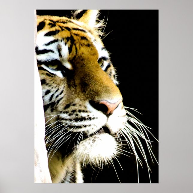 Tiger Eyes Poster (Front)