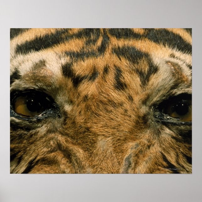 Tiger eyes poster (Front)