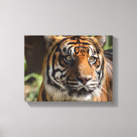 tiger face