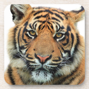 Tiger Face Coaster