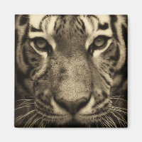 Tiger Face in Sepia Tones