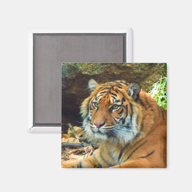 Tiger Face Magnet (Front/Back)