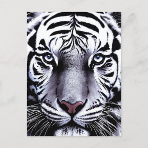 Tiger face postcard