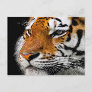 Tiger face postcard