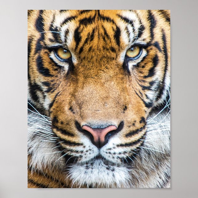 Tiger Face Poster (Front)