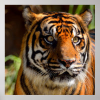 Tiger Face