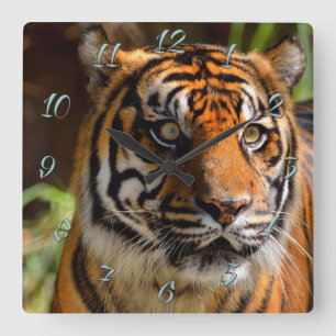 Tiger Face Square Wall Clock