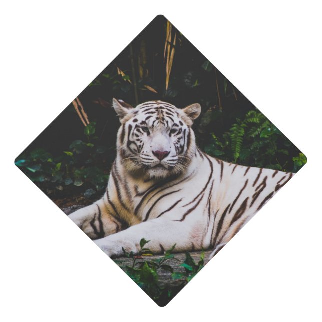 Tiger  graduation cap topper (Front)