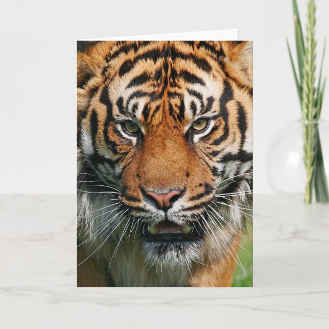 Tiger - Greeting Card (Front)